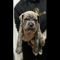 Cane Corso