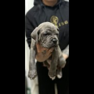Cane Corso