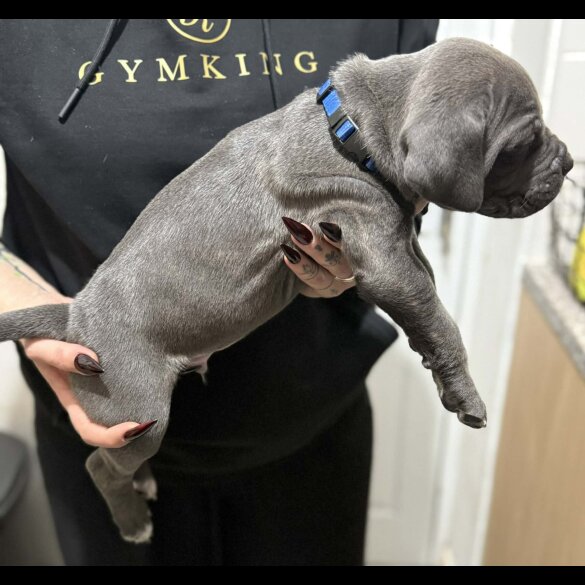 Cane Corso