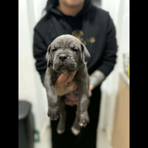 Cane Corso
