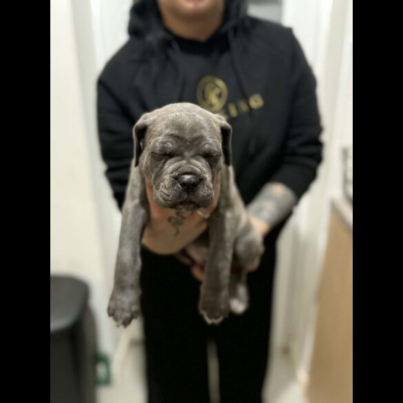 Cane Corso