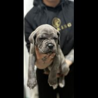Cane Corso
