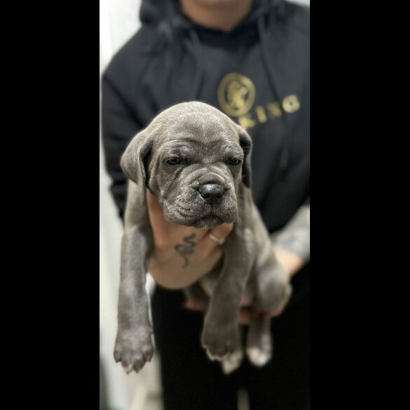 Cane Corso