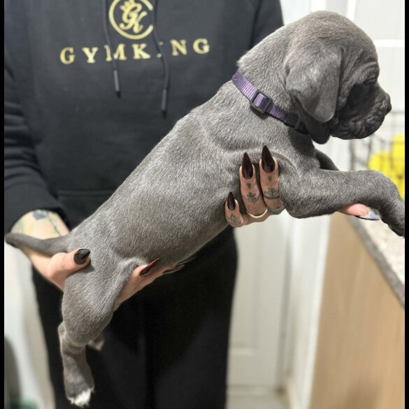 Cane Corso