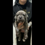 Cane Corso