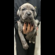 Cane Corso