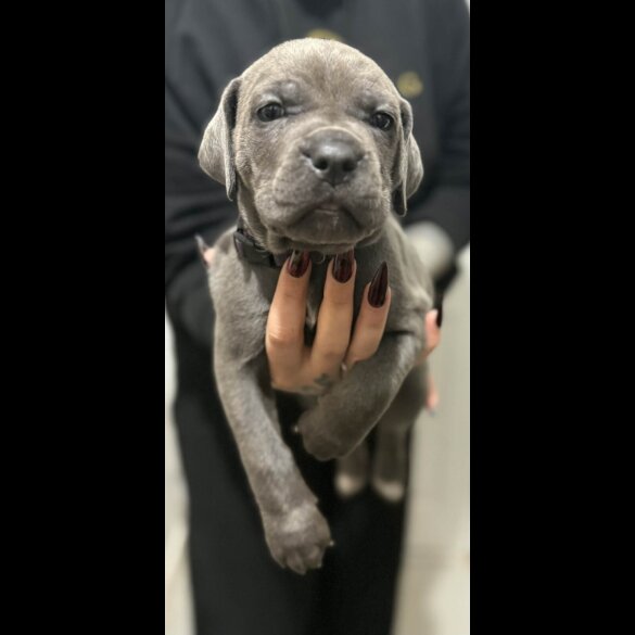 Cane Corso