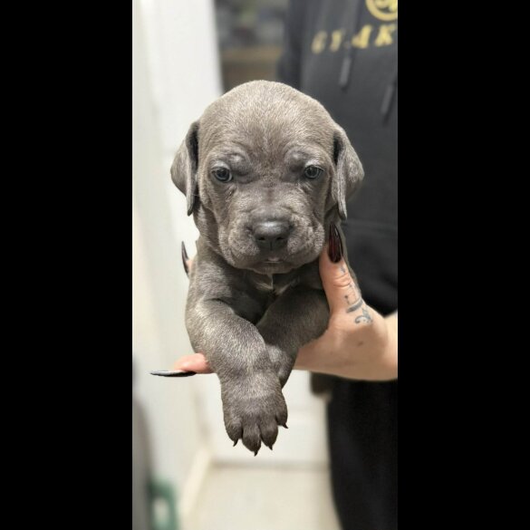 Cane Corso