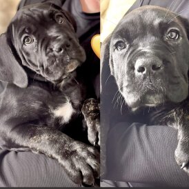 Cane Corso