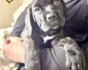 Cane Corso