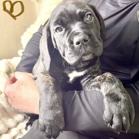 Cane Corso