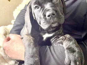 Cane Corso