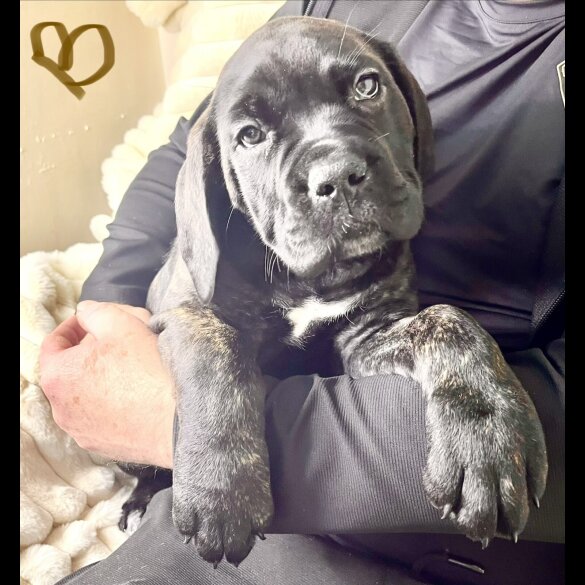 Cane Corso