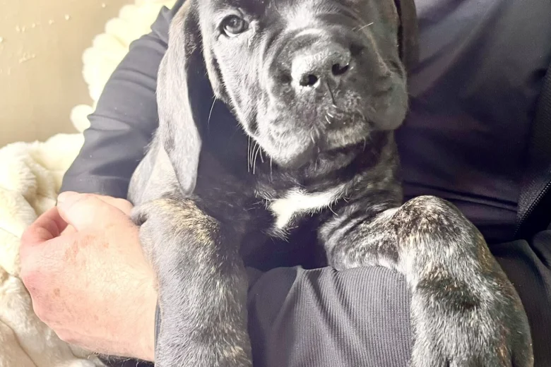 Cane Corso
