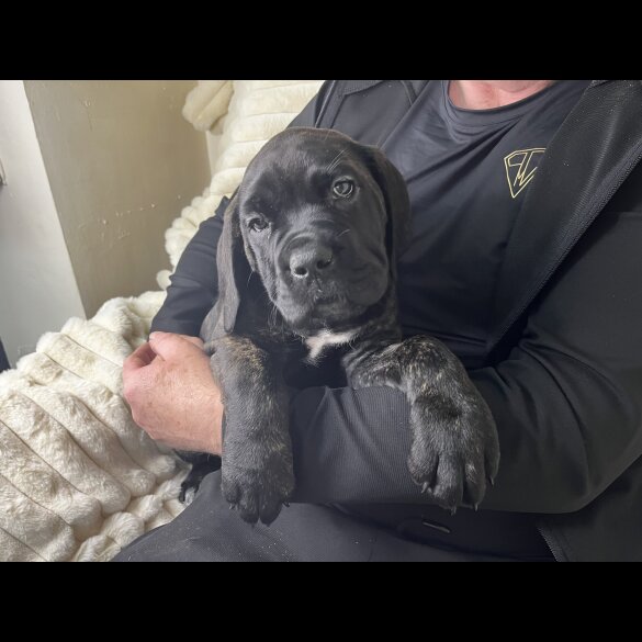 Cane Corso