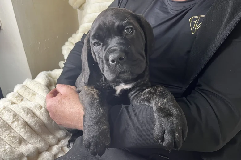 Cane Corso