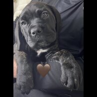 Cane Corso