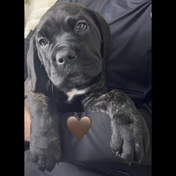 Cane Corso