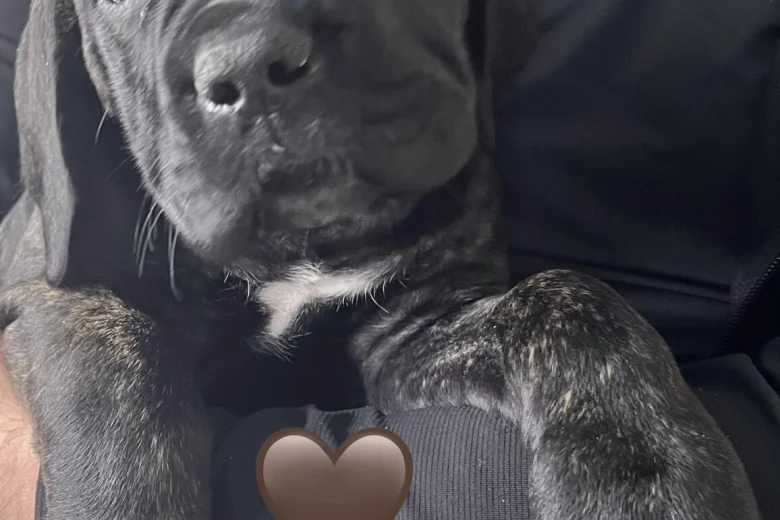 Cane Corso