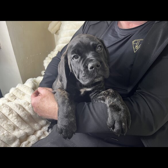 Cane Corso