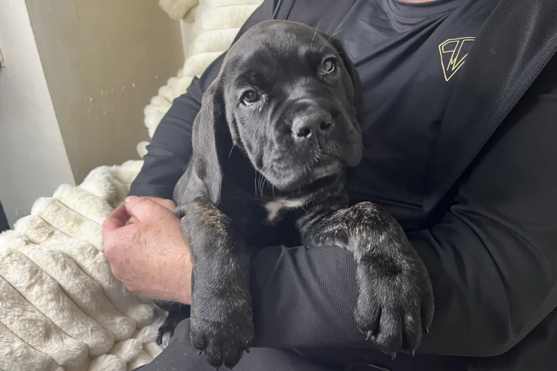 Cane Corso
