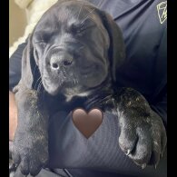 Cane Corso
