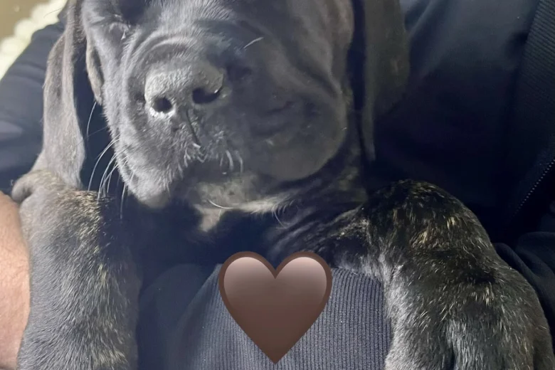 Cane Corso