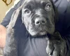 Cane Corso