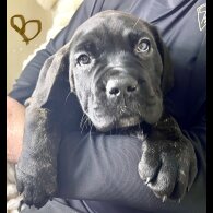 Cane Corso