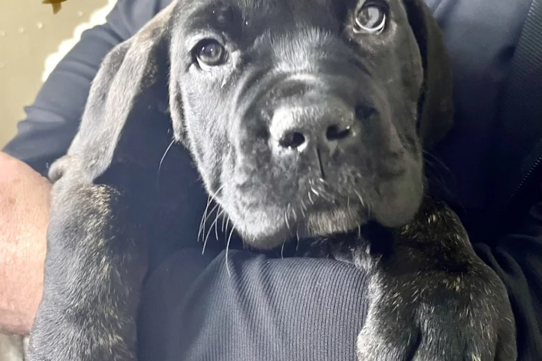 Cane Corso