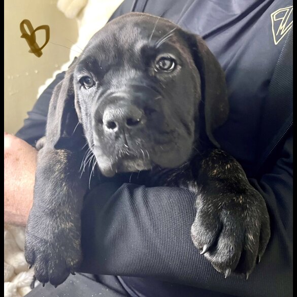 Cane Corso