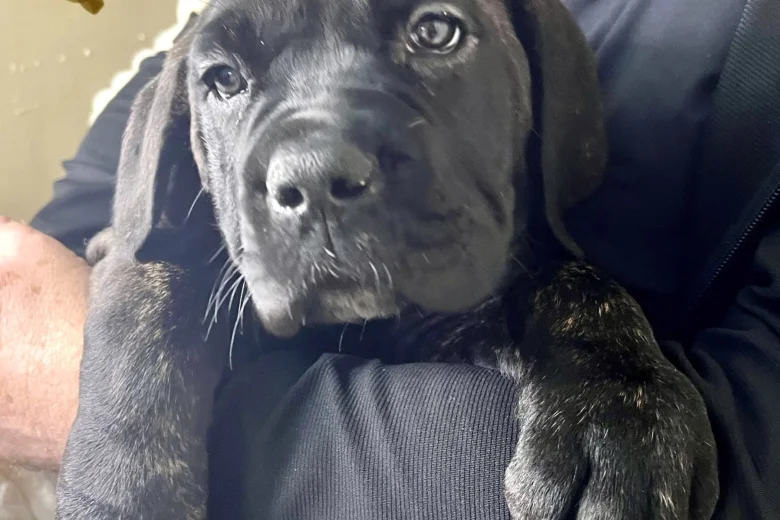 Cane Corso