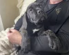 Cane Corso