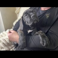 Cane Corso