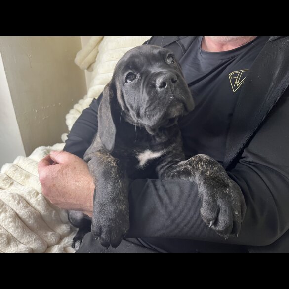 Cane Corso