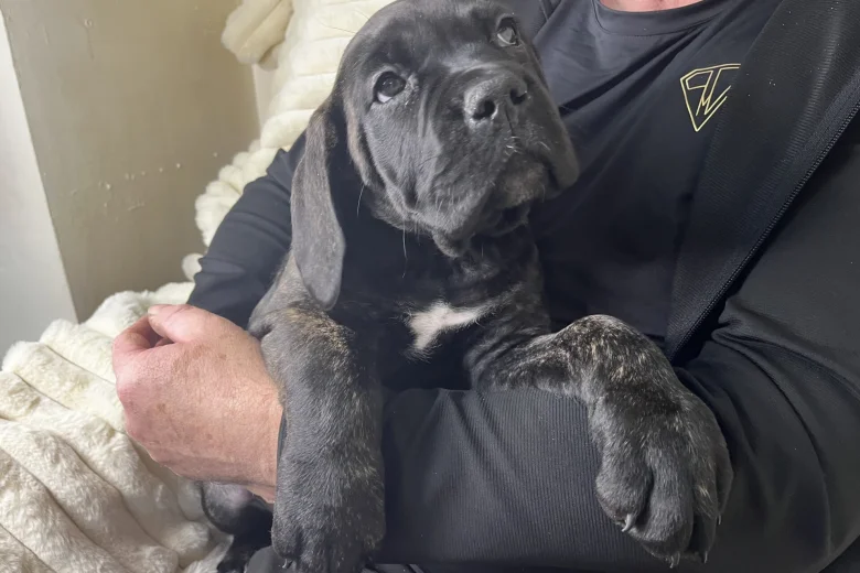 Cane Corso
