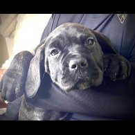Cane Corso