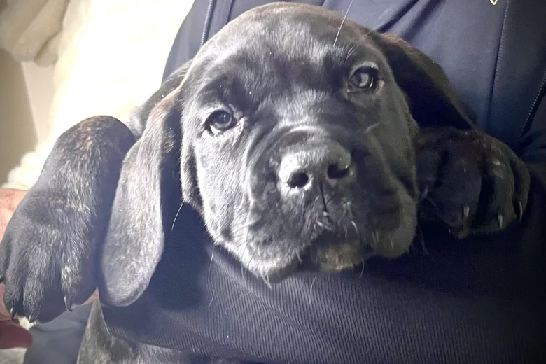 Cane Corso