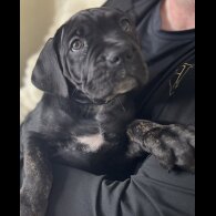 Cane Corso