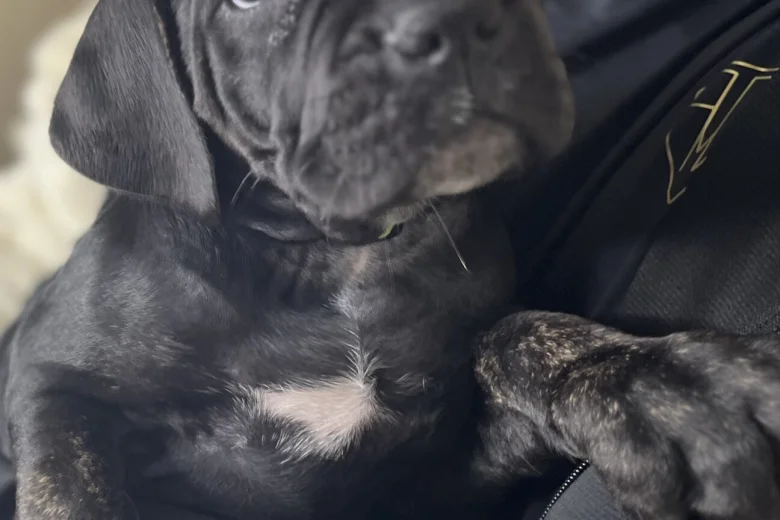 Cane Corso