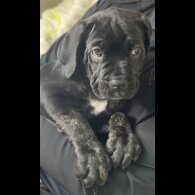Cane Corso