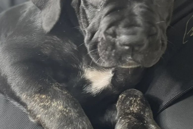 Cane Corso