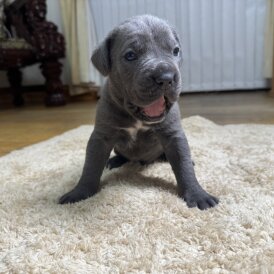 Cane Corso
