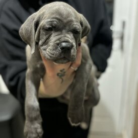 Cane Corso