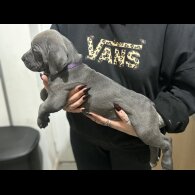 Cane Corso