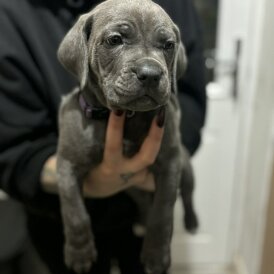 Cane Corso