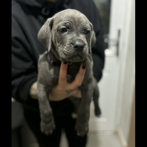 Cane Corso