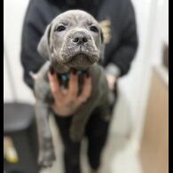 Cane Corso