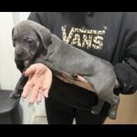 Cane Corso