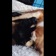 Cavalier King Charles Spaniel